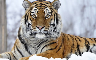 Siberian tiger closeup photo HD wallpaper